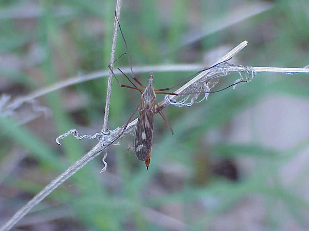 Bug on a plant
