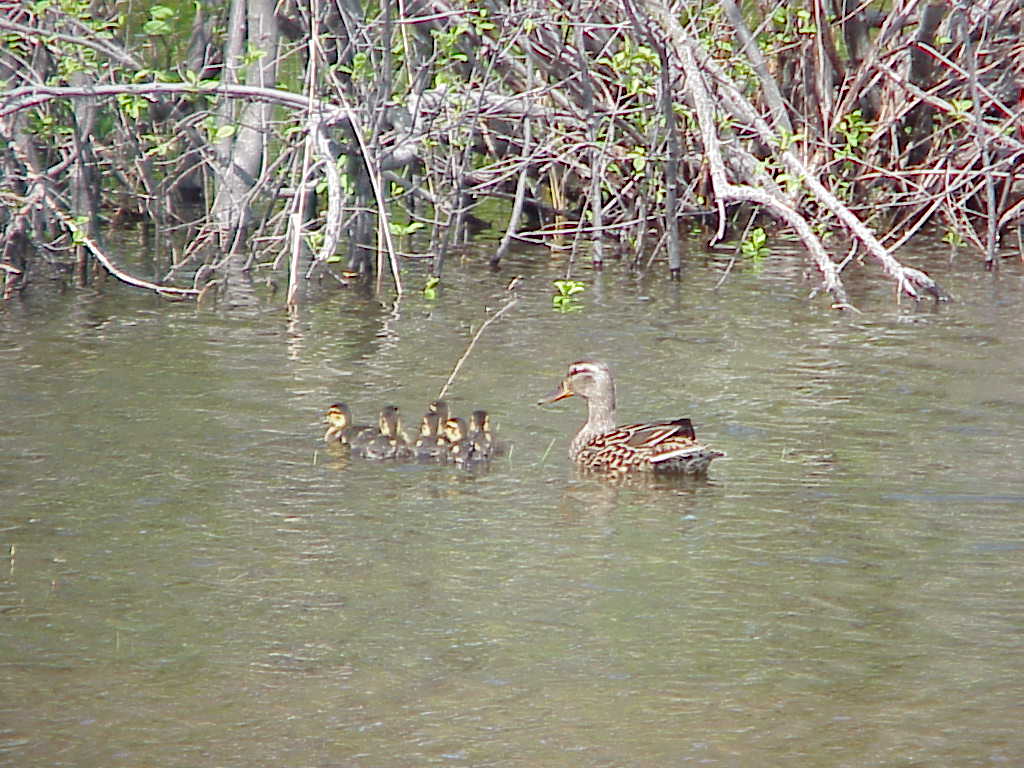 Ducks