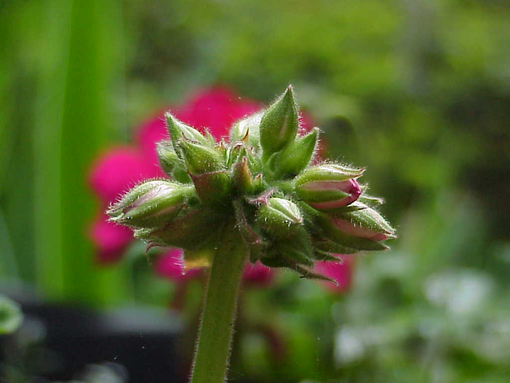 Flower buds