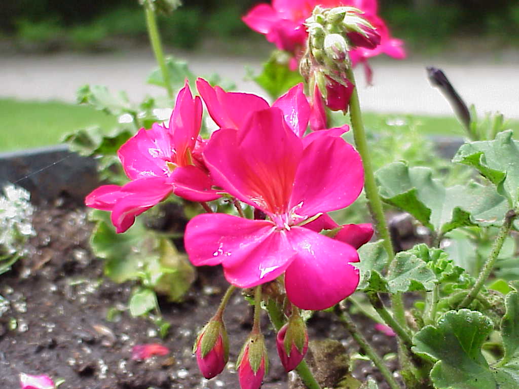 Flowers
