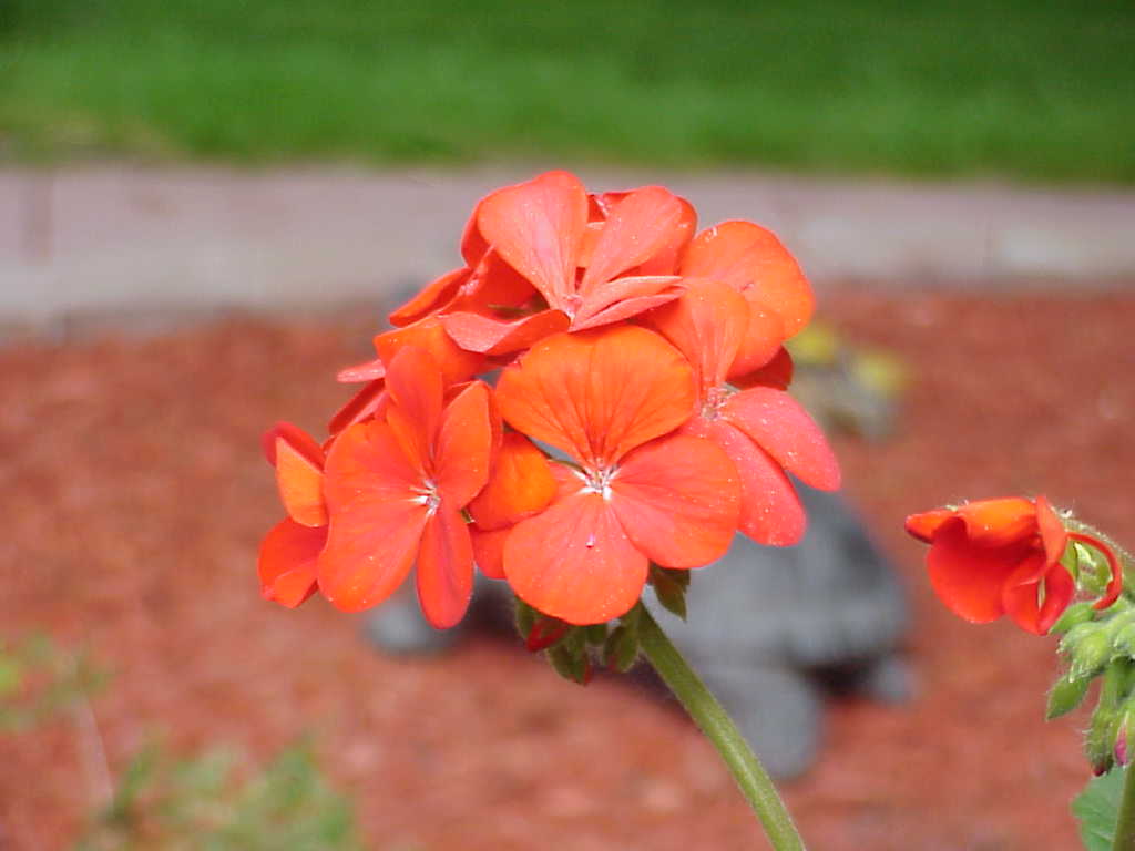 Flowers