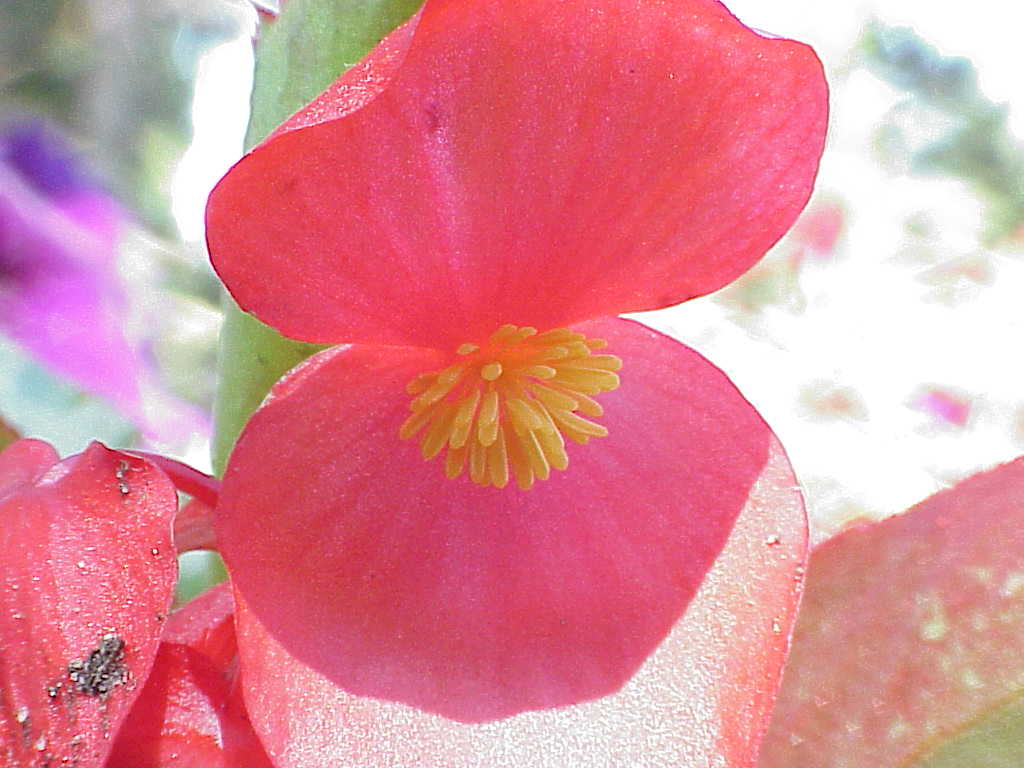 Flower