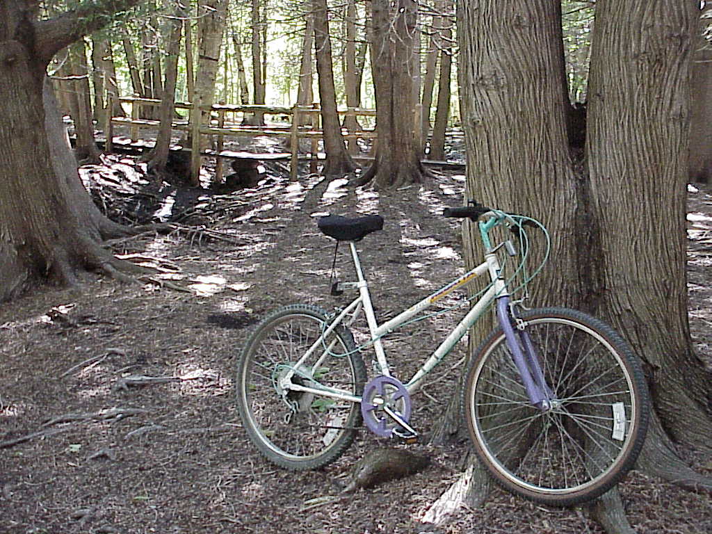 Bike against tree