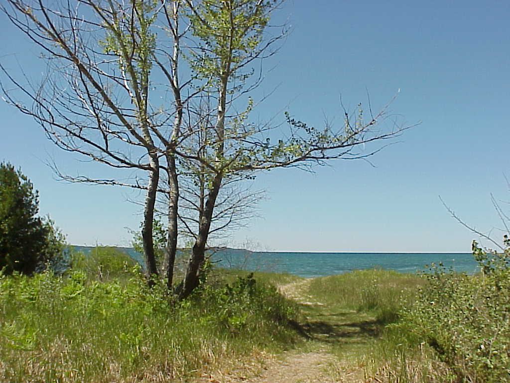 Path and tree in front of lake
