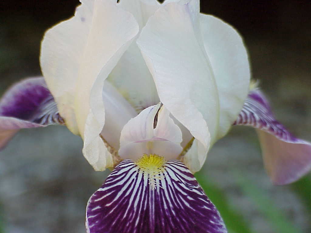 Flower close-up