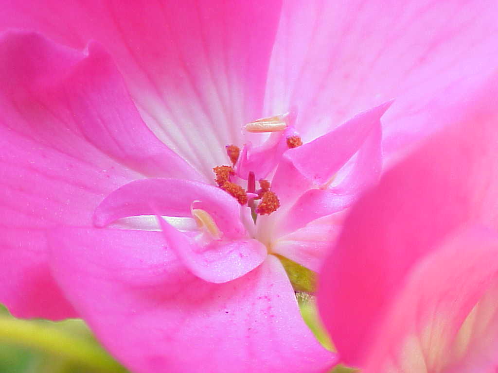 Flower close-up