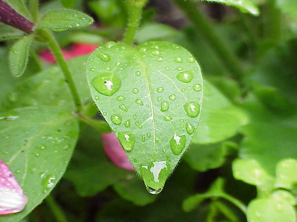 Leaves with rain drops