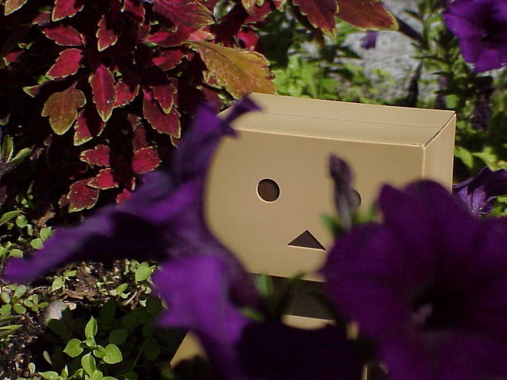 Danbo with flowers