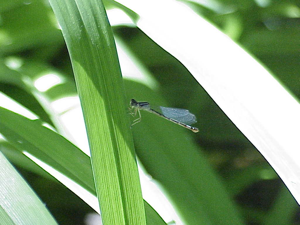 Bug