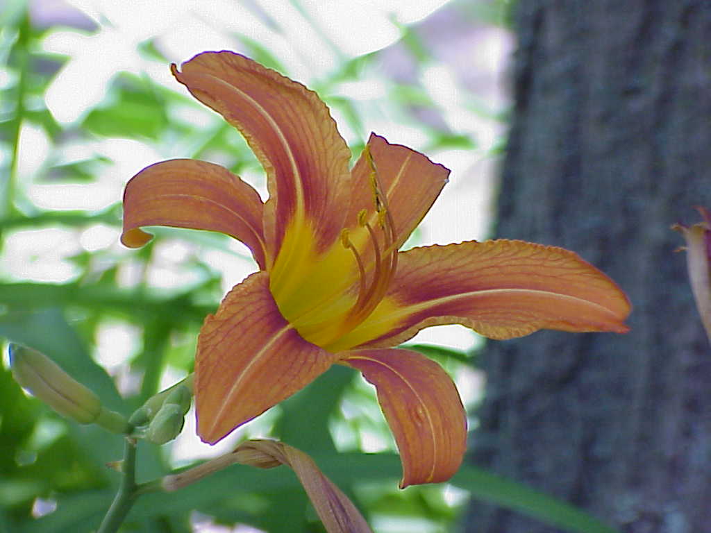 Flower