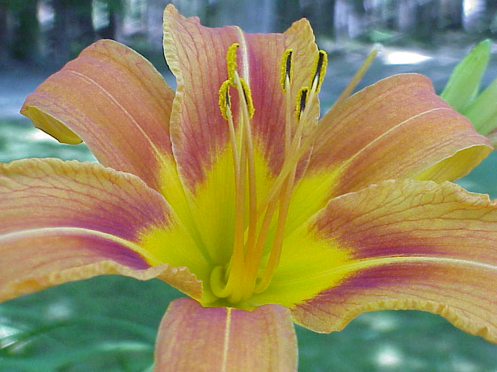 Flower
