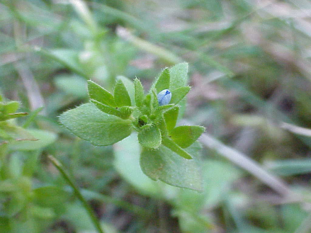 Small flower