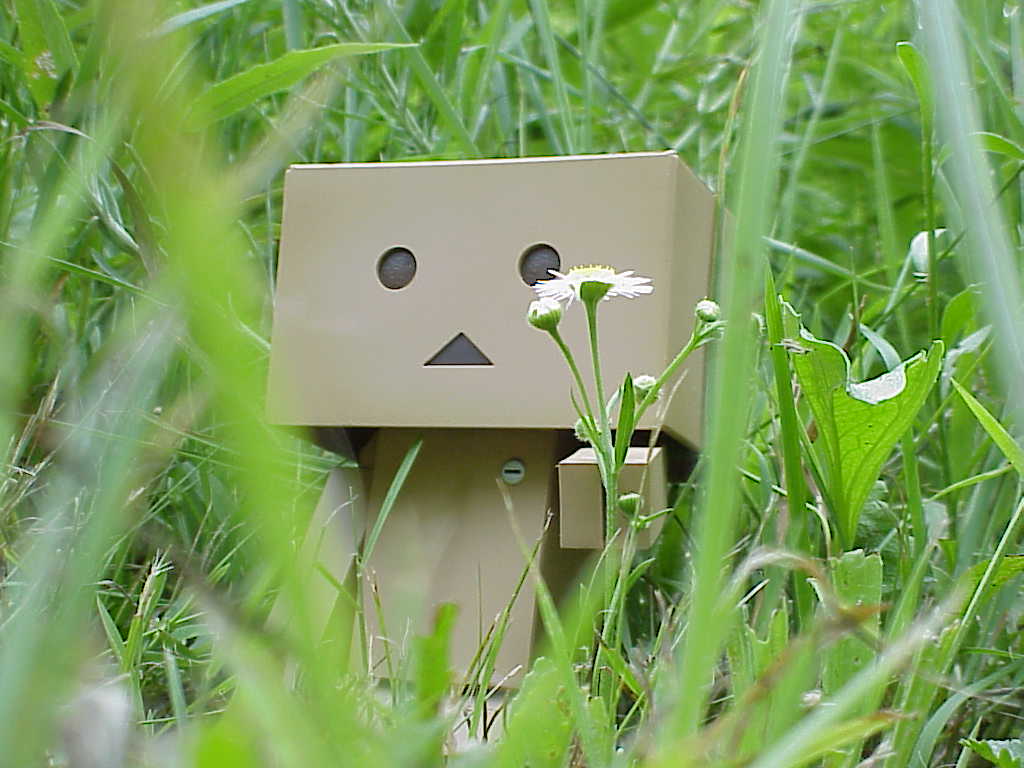 Danbo in the grass