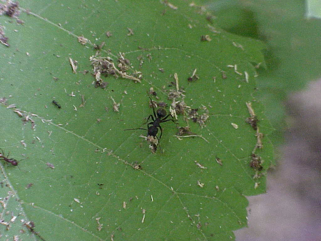 Ant on a leaf