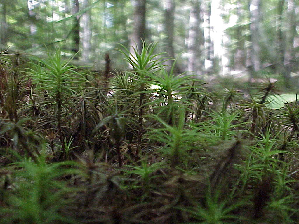Moss