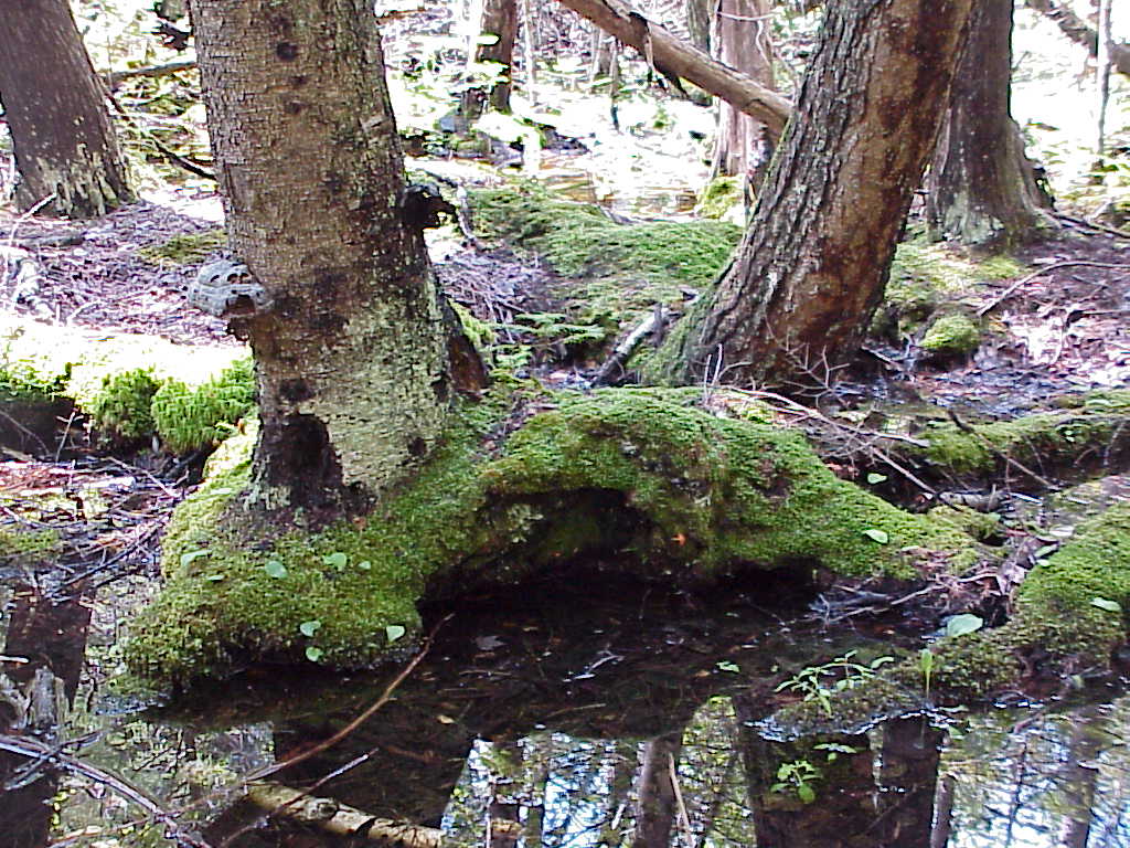 Trees in a swamp