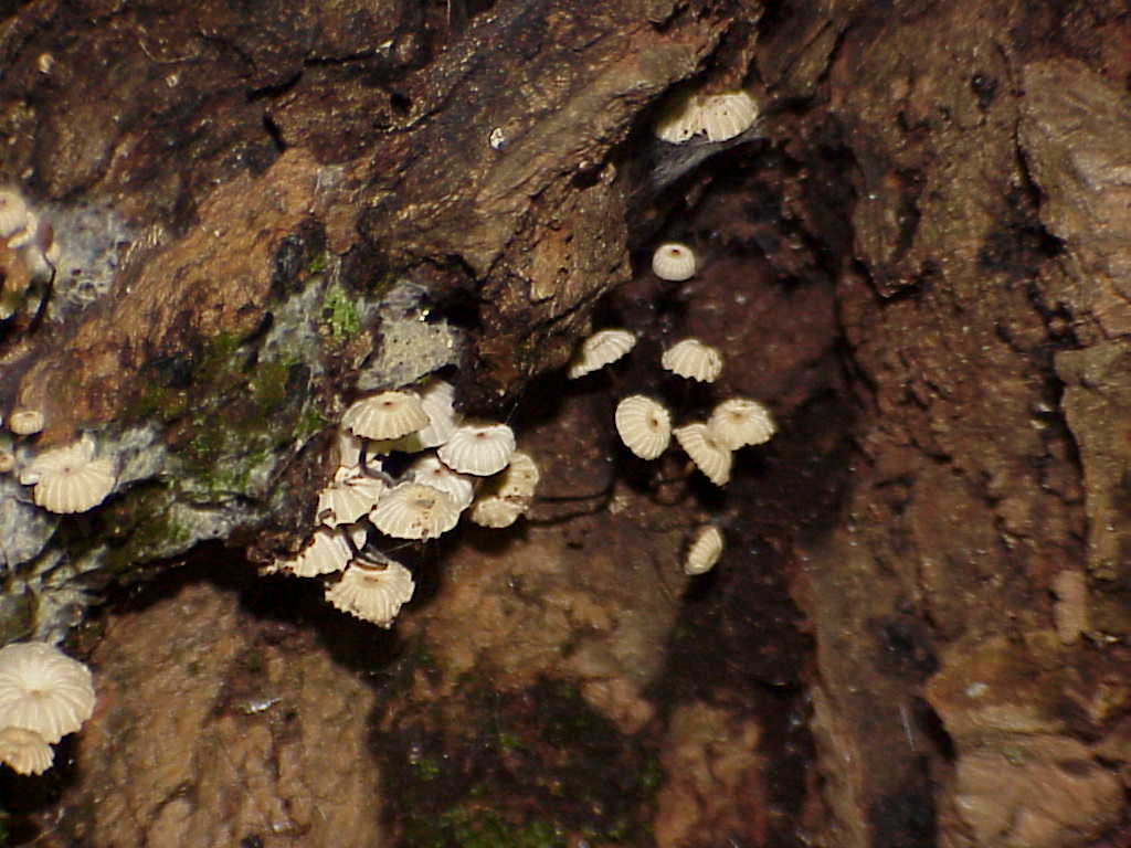 Mushroom like plants in the bottom of a tree