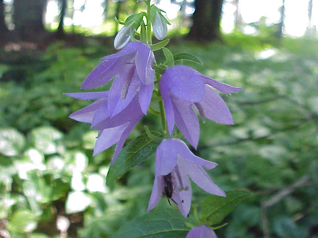 Flowers (with a scary bug)
