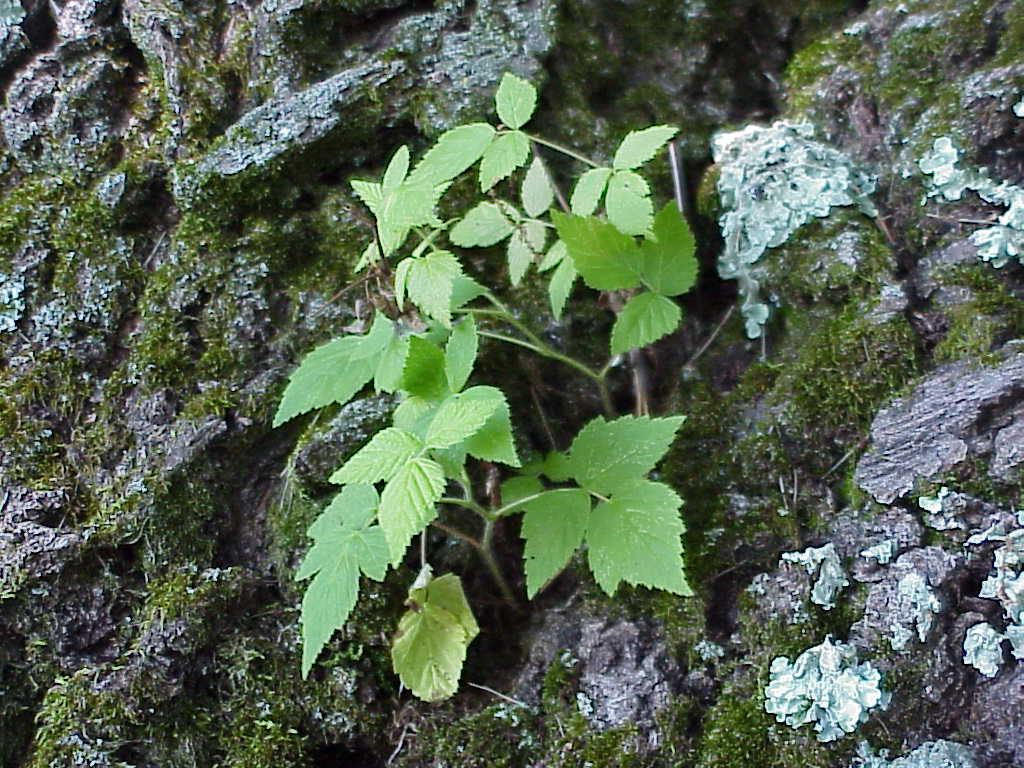 Leaves growing off a tree