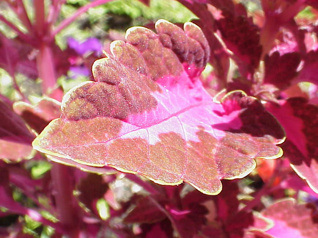 Leaf