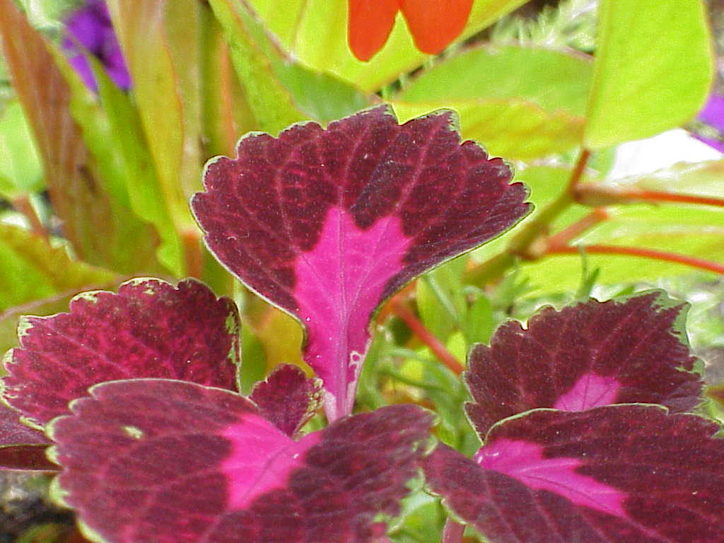 Leaves