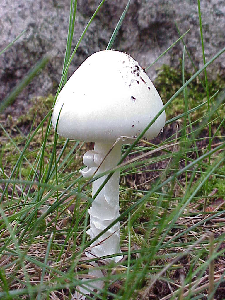 Mushroom
