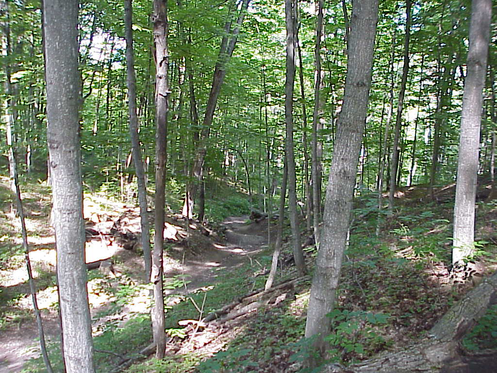 Trees