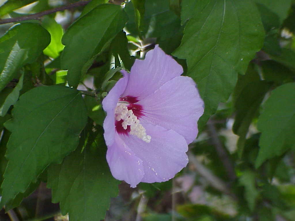 Flower
