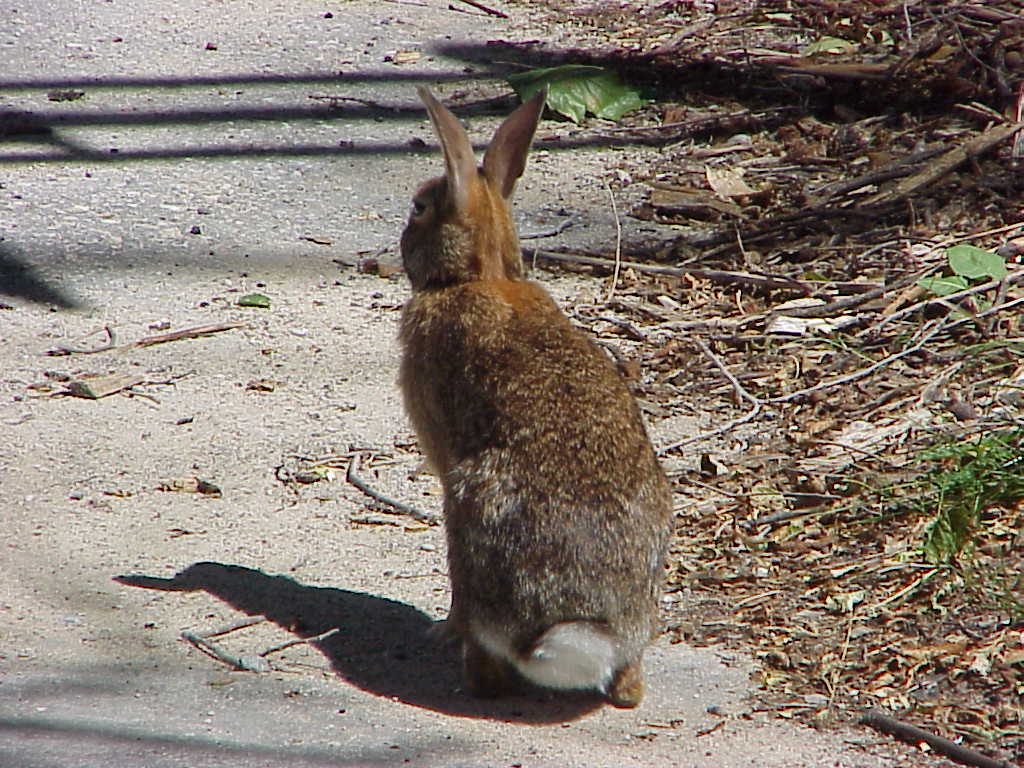 Bunny
