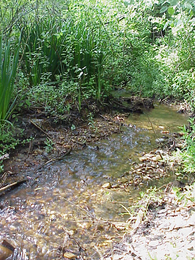 Stream