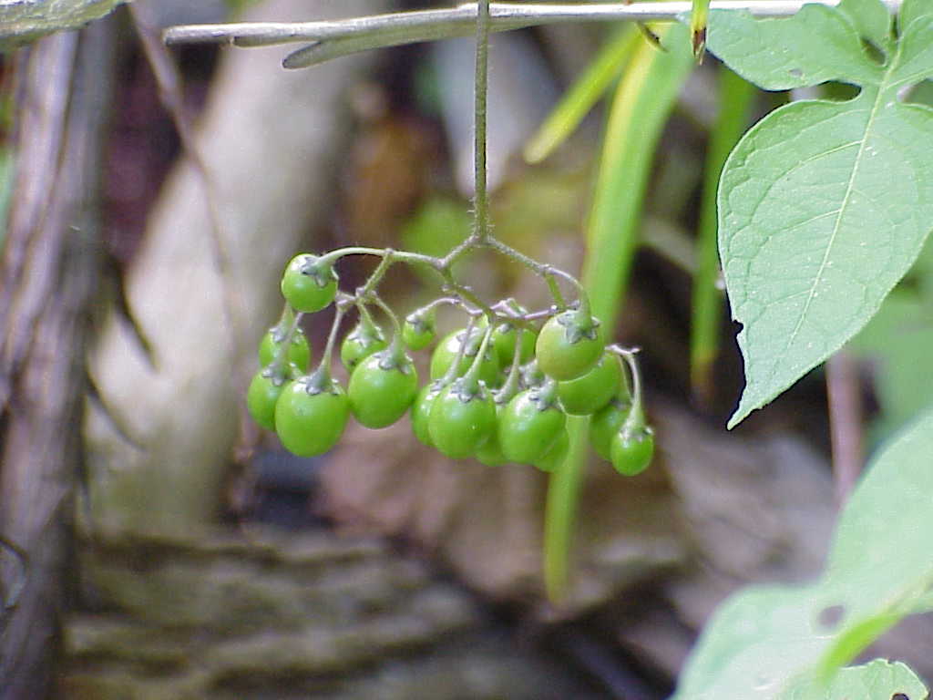 Berries