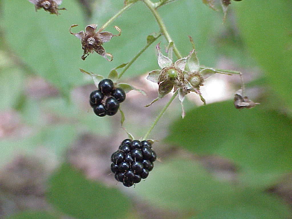 Berries
