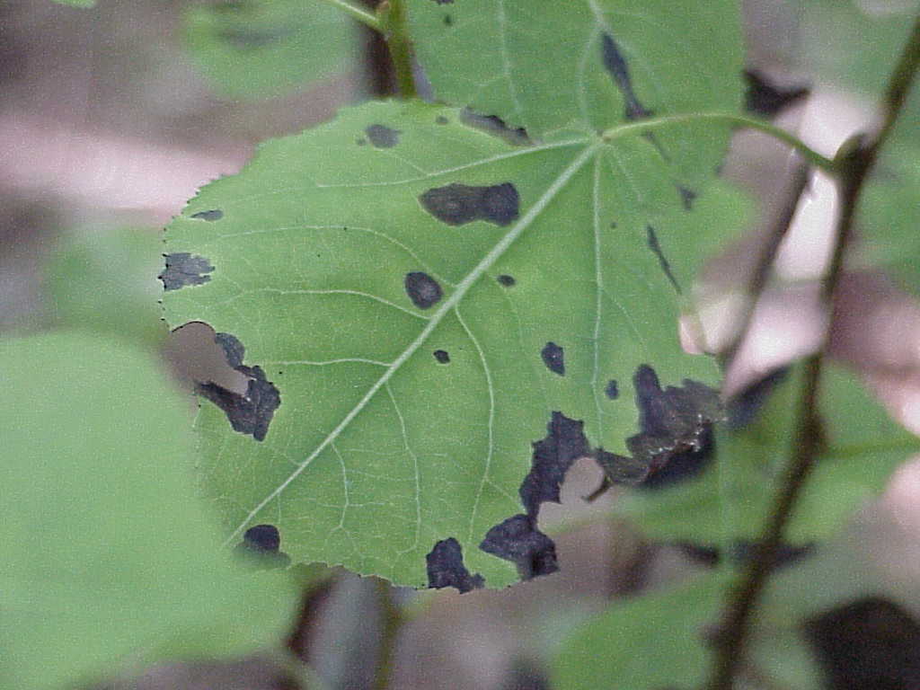 Leaf