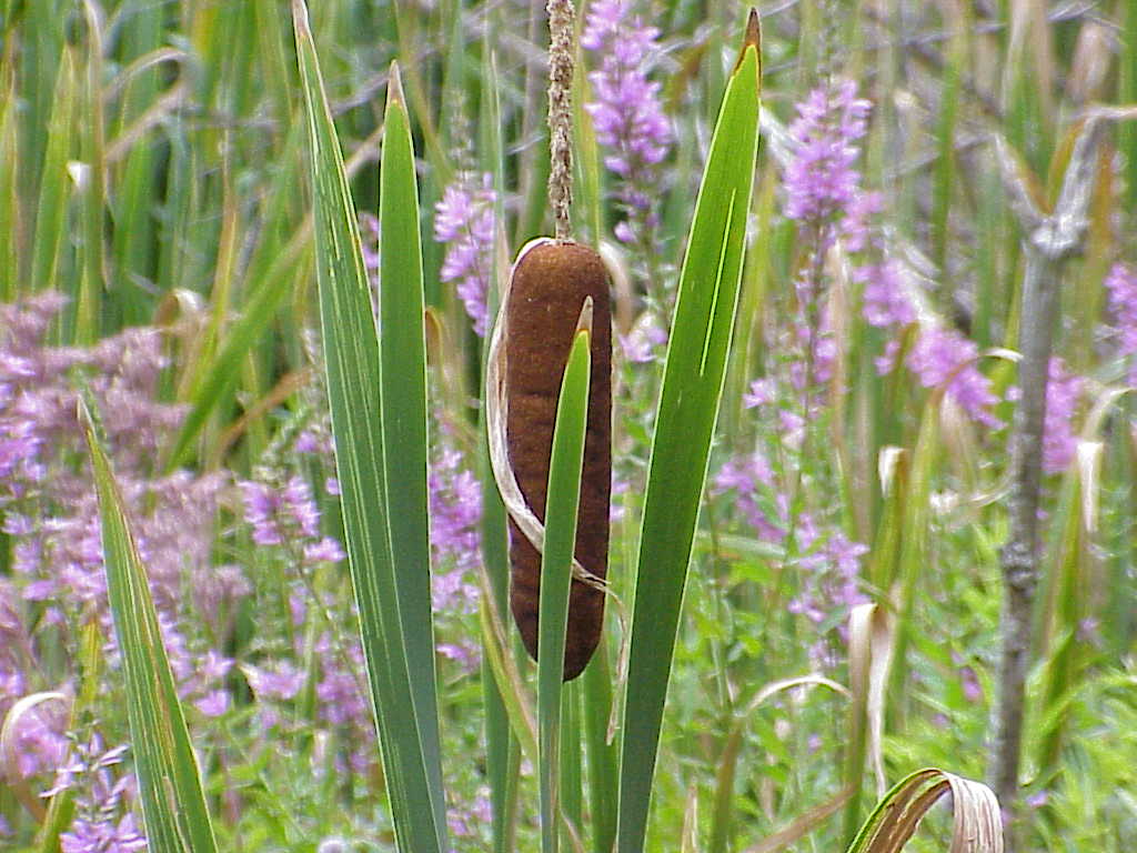 Cattail