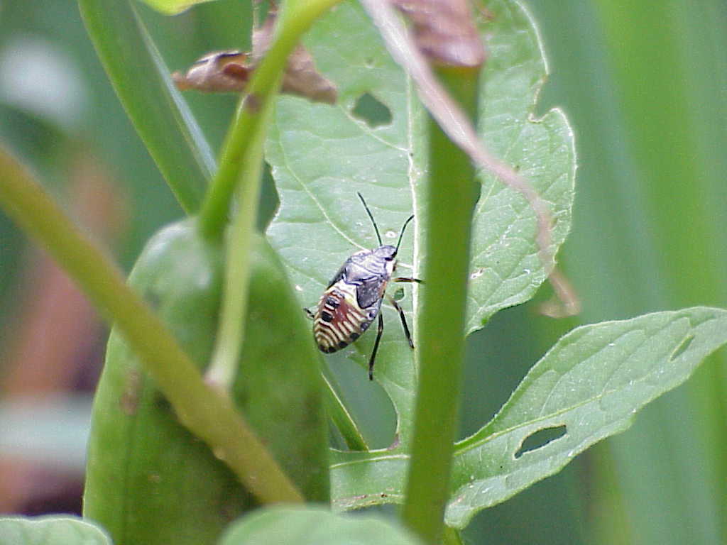 Bug