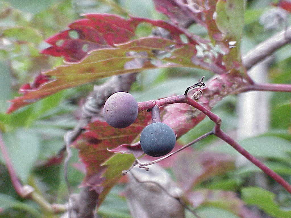 Berries