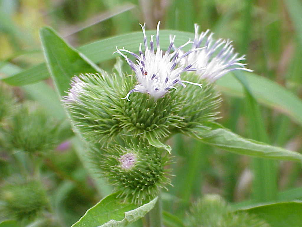 Pokey flowers