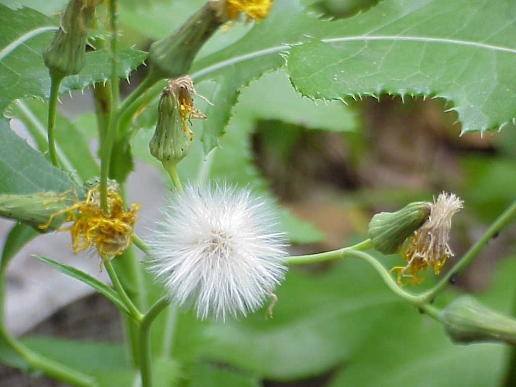 Dandelion seeds
