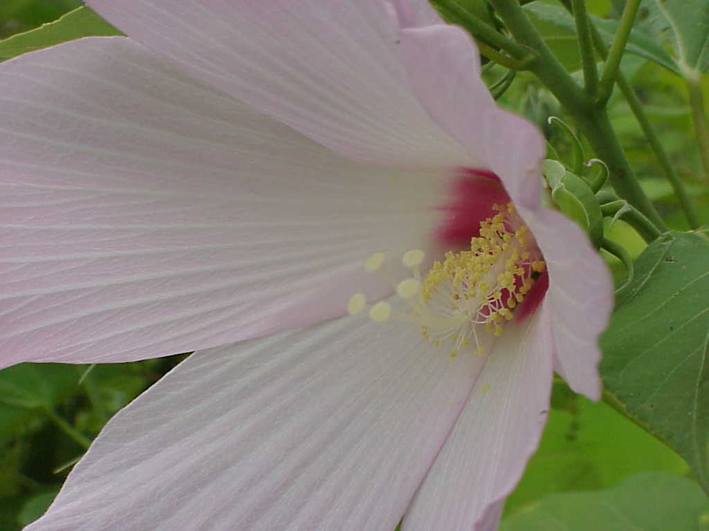 Large flower