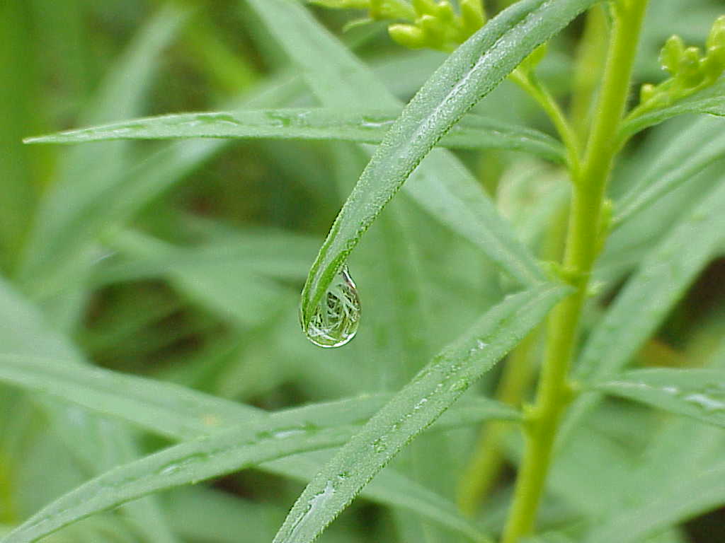 Raindrop on leaf