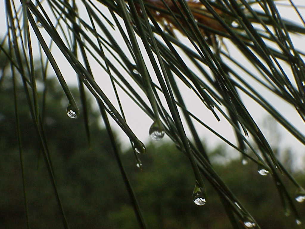 Raindrops on pine needles