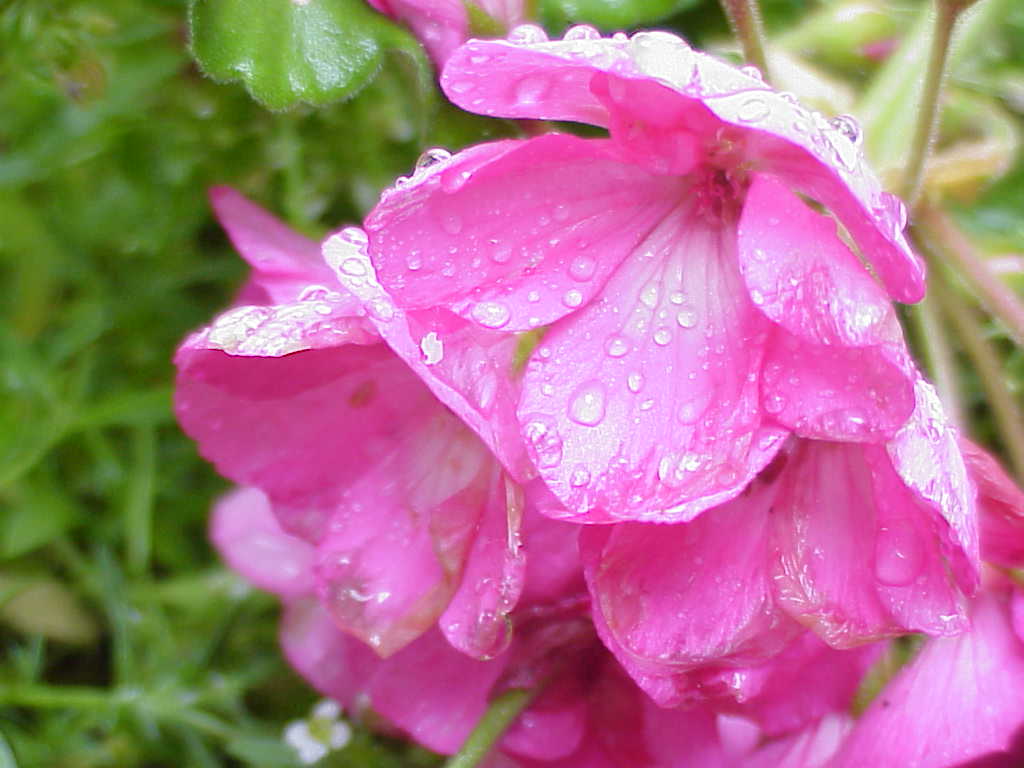 Raindrops on flowers