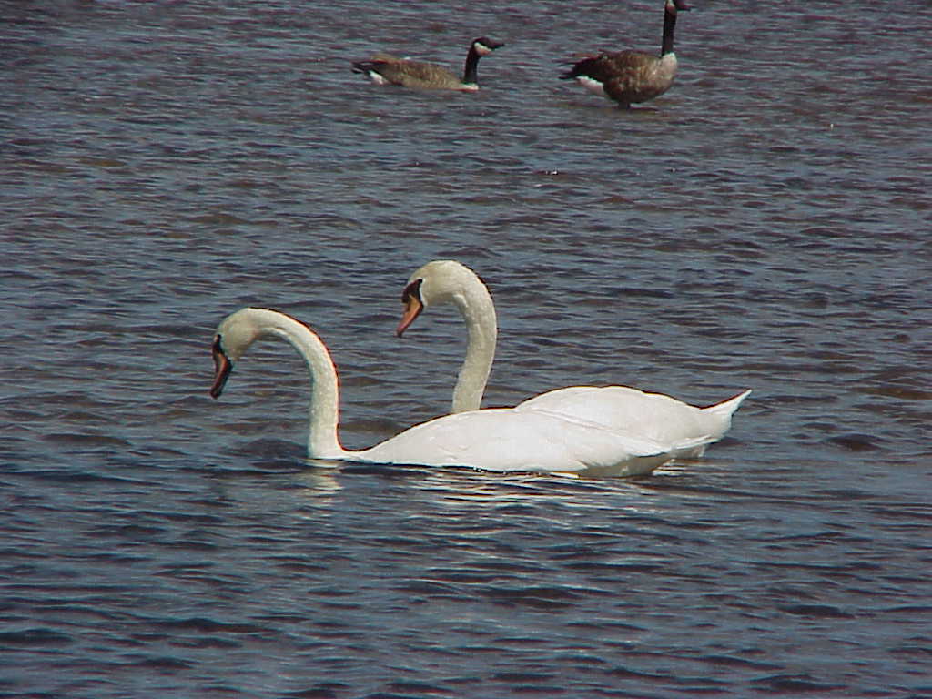 Swans