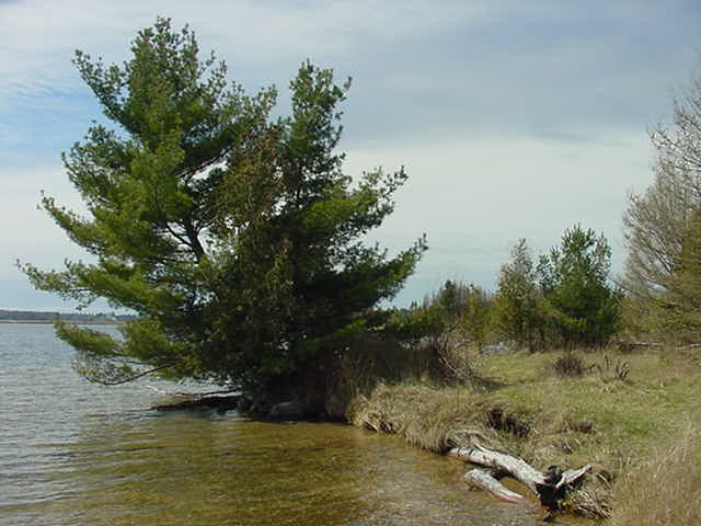Tree near lake