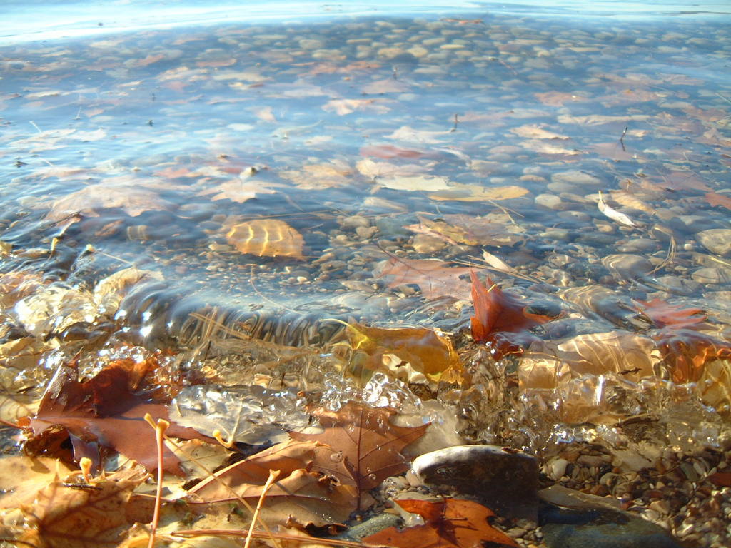 Leaves on shore