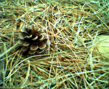 Keychain Digital Camera - Pine cone