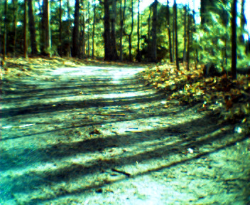 Keychain Digital Camera - Road in the woods
