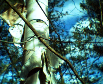 Keychain Digital Camera - Birch tree