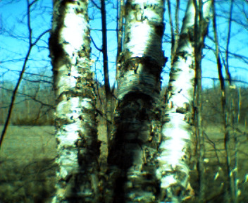 Keychain Digital Camera - Birch trees