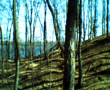 Keychain Digital Camera - Trees and lake